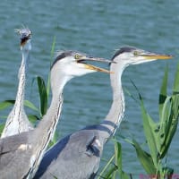 アオサギ幼鳥　給餌を待つ
