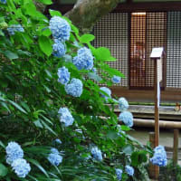 鎌倉 明月院ブルー
