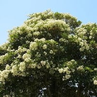 季節の花 雛罌粟 ひなげし 季節の花と言葉の花束 季節の花 雛罌粟 ひなげし 季節の花と言葉の花束