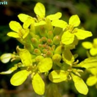 ウルギネア・マリティマ Urginea maritima - The wild flowers