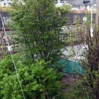 花桃の枝の整理を終了した