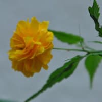 散歩道　八重のムクゲの花　　　27