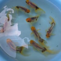 天青の水替え～青い金魚はいるよ～💕💕