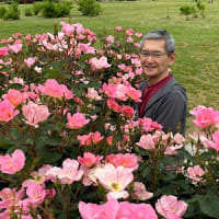 ばら バラ 薔薇（2）