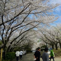 朝日山森林公園の桜（終）