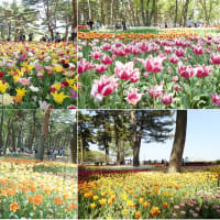 国営ひたち海浜公園２０２５♪　チューリップ編☆