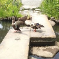 向島百花園。花々が咲きそろう季節。かるがも、も。