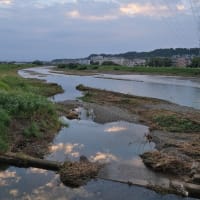 9月4日、爽やかな青空とサギとカワウの群れ～♬