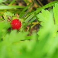 梅雨の中休み