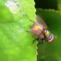 霞ヶ丘公園・続き