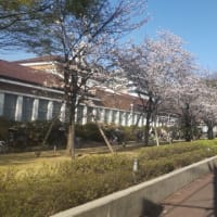 一昨日の桜