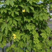 ミニ菜園の猛暑物語
