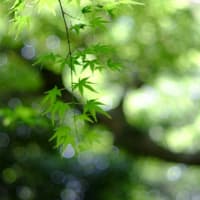 新緑をオールドレンズで...