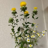 紅花とマトリカリア