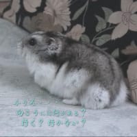 「グラチエラ…ブラチエラ」って？