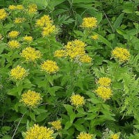 ホソバノキリンソウです。