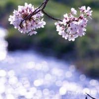 鮎川千本桜