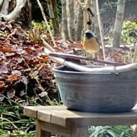 野鳥観察