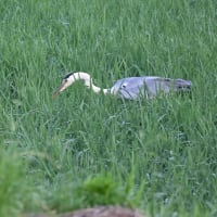 飛びそうで飛ばないアオサギ