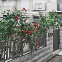梅雨どきの朝の散歩
