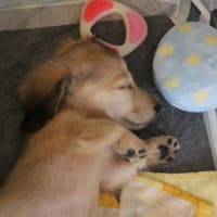 インテリアのベースになります・・・