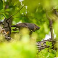 一期一会・・・鳥撮りの記　７２２　ツミ