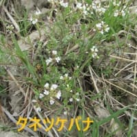 農道を歩いて野草と出会う