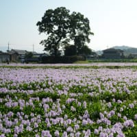 本薬師寺　跡布袋葵