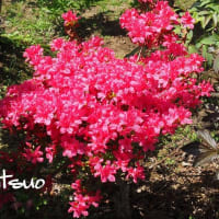 「紅霧島躑躅の花が咲きました」　MY　GARDEN　2024.05.19日撮影