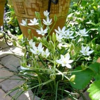 果樹のその後～＆白い花～＆くさい物フェチ♪(￣ｍ￣*)