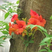 花散歩・ノウゼンカズラ / 凌霄花