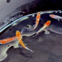 変わりメダカ　レッドクリフ　紅白