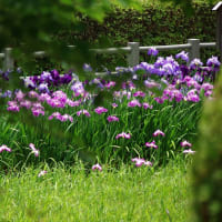 岩国、菖蒲園ーその４　2025.06.12