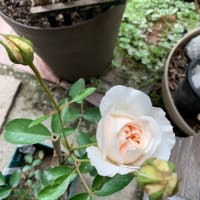 薔薇が咲き始めました