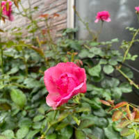 小山内健さんのバラ、シルフィシルフィとつるバラ２番花