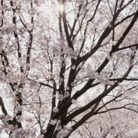 ★小金井公園の桜は、ソメイヨシノはもうすぐです