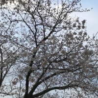 こちらの桜は、３～６分咲きです。