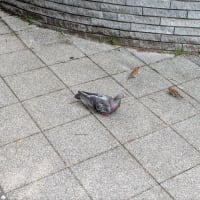 多分甲状腺😅