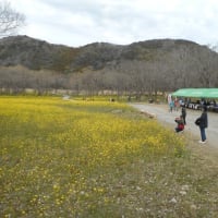 四万十川　菜の花祭り