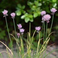 鉢植えの「シロウマアサズキ」
