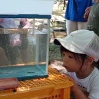 ちびっこ遊び隊！通信　2025年7月9日(水)鴨々川で「水あそび」