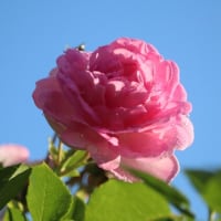 ☆まだ咲く庭バラ1番花＆義母の面会