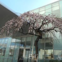磯子地域ケアプラザの春