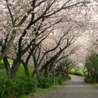 花見散歩～引地川緑道