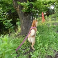 柴犬・空海くん　獲物を狙う　鋭い眼光！？　じゃない　カモカモ☆彡