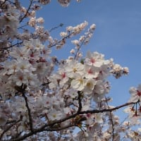 今年の桜、その２