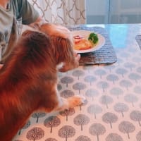 マロンの食欲