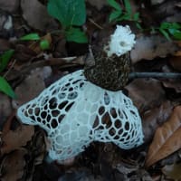 珍しい・キヌガサタケ