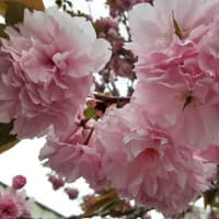 【実施報告】４月２１日（日）戸川公園のチューリップ 