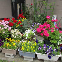 ご近所の「オープンガーデン」や道端に咲く花々を見物